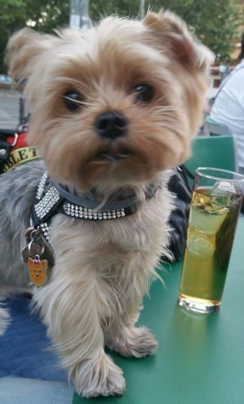 Yorkie Puppy Care, Yorkie Haircuts, Yorkie Terrier, Cute Dog Pictures, Yorkie Dogs, Yorkie Puppy, Puppy Care, Weird Animals, Service Dogs