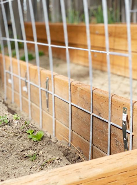 Cattle Panel Trellis is easy, cost effective, and a great long term solution to growing vining plants in your garden. It's easy to add, and won't break down over the years like wood trellis. Here's how to install it into your garden. #cattlepaneltrellis #gardentrellis Garden Box Trellis Ideas, Wire Garden Trellis, Using Cattle Panels In The Garden, Cattle Wire Trellis, Cattle Panel Trellis Garden, Garden Box Trellis, Trellis Between Raised Beds, Diy Garden Arch Cheap, Diy Cattle Panel Trellis