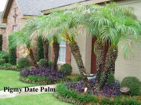 A large container with a specimen Pygmy Date Palm, Phoenix roebelenii surrounded by Plectranthus, Coleus (Solenostemon) and Ipomoea Black Heart' | Pinterest ... Pygmy Date Palm, Date Palms, Tropical Backyard Landscaping, Trees For Front Yard, Palm Trees Landscaping, Florida Landscaping, Tropical Garden Design, Tropical Backyard, Date Palm