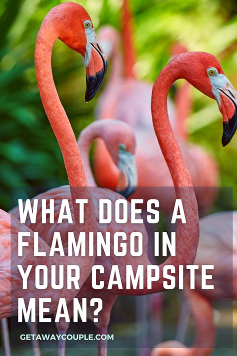 A plastic flamingo may not just be for decoration. Flamingos can symbolize a few things, but what does a flamingo at your campsite mean? What Does a Flamingo in Your Campsite Mean? Flamingo Camper Decor, Flamingo Meaning, Plastic Pink Flamingos, Pink Flamingo Decor, Campsite Decorating, Lawn Flamingos, Plastic Flamingo, Camping Products, Flamingo Theme