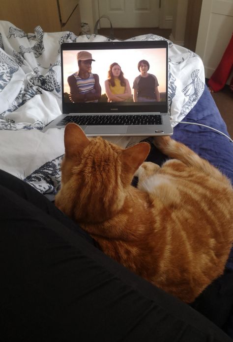 The neighbours cat comes round for Netflix and chill Cat Watching Movie, Butterfly Cake Topper, Butterfly Cake, Butterfly Cakes, Feline Animals, Pets Funny, Netflix And Chill, Cats Cute, Home Activities