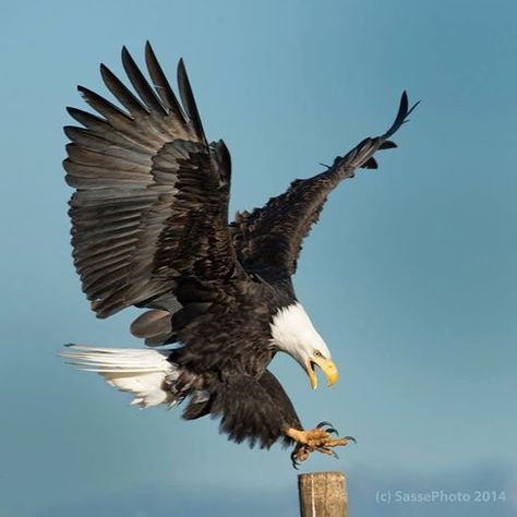 eagle landing.. ;) | Eagles | Pinterest Eagle Landing, Aigle Royal, Eagle Images, Eagle Painting, Eagle Pictures, Eagle Art, American Bald Eagle, An Eagle, Bird Pictures