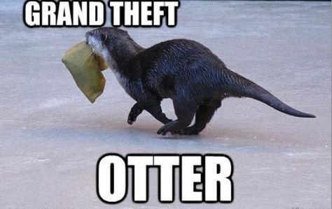 Photos for you to help you just sit back, relax and laugh. Otter Meme, Otter Puns, Otters Cute, Otter Love, Animal Puns, Funny Puns, Grand Theft Auto, Funny Animal Pictures, Animal Photo