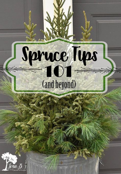 Diy Spruce Tip Pots, Outdoor Pots For Christmas, Spruce Tip Pots, Spruce Tops Planters, Spruce Tips Planters, Making Outdoor Christmas Decorations, Diy Christmas Porch Pots, Winter Porch Pots Diy, Winter Pots Outdoor Planters