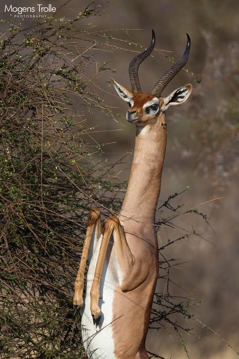 Bipedal by Mogens Trolle Giraffe Neck, Nocturnal Animals, Chinese Crested, Unusual Animals, Sweet Animals, In The Wild, Wildlife Photography, Beautiful Creatures, Animal Kingdom