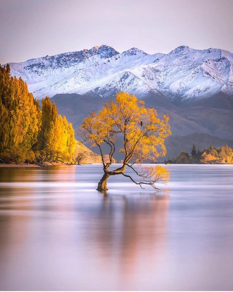 Wanaka Lake - New Zealand ✨💛💛💛✨ . Picture by ✨✨@rachstewartnz✨✨ #wonderful_places for a feature 💛 Famous Trees, Wanaka New Zealand, Lake Wanaka, Fine Art Landscape Photography, Lone Tree, Unique Trees, Tree Photography, Canon Photography, Nature Travel