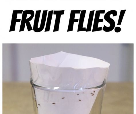 How to Get Rid of Fruit Flies Fruit Flies In House, Island Kitchens, Get Rid Of Flies, Fruit Fly Trap, Fruit Fly, Cleaning Stuff, Fly Repellant, Fly Trap, Fruit Flies