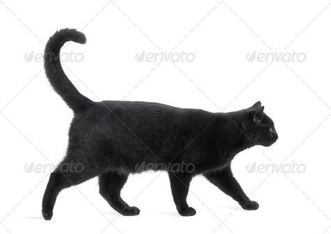 Side view of a Black Cat walking, isolated on white Cat Side View, Black Cat Walking, Cat Creature, Cat Side, Draw A Cat, Cat Walking, Cat Anatomy, Cat Reference, Cat Stands