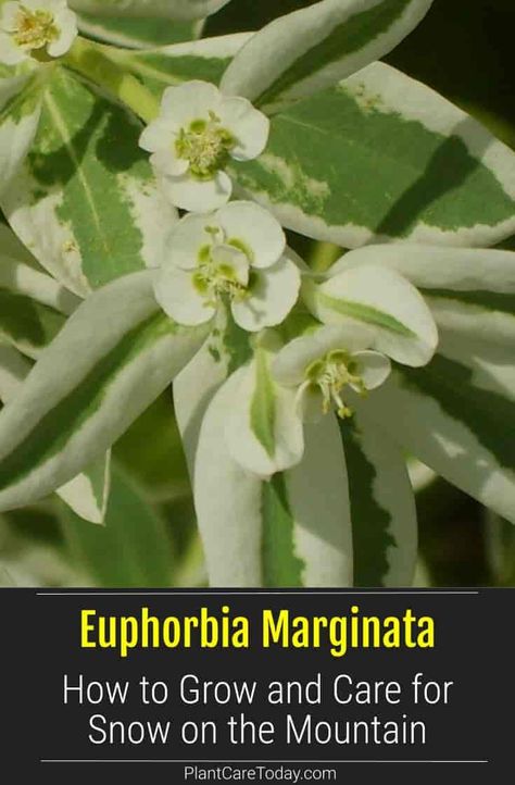 Euphorbia Mauritanica, White Variegated Plants, Euphorbia Marginata, Euphorbia Lactea White Ghost, Mountain Plants, Marginata Plant, Snow On The Mountain Plant, Snow On The Mountain, Euphorbia Ammak Variegata