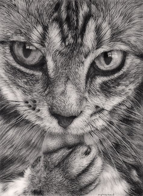 Cat 3 by Bengtern. Pencil drawing. Pencil Coloring, Pencil Drawing Ideas, Pencil Drawings Of Animals, Colored Pencil Artwork, Pencil Drawings Easy, Pencil Art Drawings, Charcoal Drawing, Cat Portraits, Beautiful Drawings