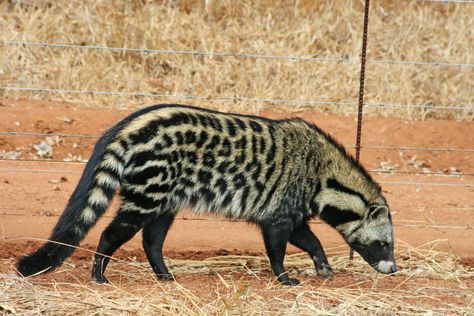 African Civet, Interesting Animals, Unusual Animals, Rare Animals, Pretty Animals, Amazing Pictures, Silly Animals, African Animals, Wildlife Animals