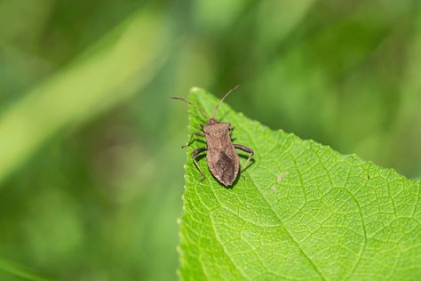 Get Rid Of Squash Bugs, When To Plant Garlic, Garden Pest Spray, Leaf Footed Bug, Growing Fruits And Vegetables, Tomato Pruning, Bug Infestation, Vegetables To Plant, Veggies Garden