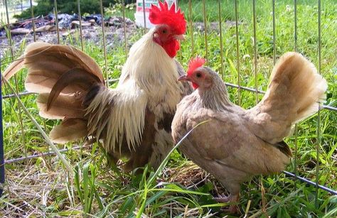 Fawn Duckwing Bantams Old English Game Bantams, Java Chicken, Serama Chicken, Bantam Chicken Breeds, Live Chicken, Bantam Chickens, Fancy Chickens, Chicken Ideas, Beautiful Chickens