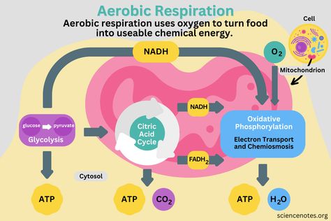 Aerobic Respiration Definition, Diagram, and Steps Aerobic Respiration, Anaerobic Respiration, Carbon Molecule, Oxidative Phosphorylation, Campbell Biology, Citric Acid Cycle, Acetyl Coa, Learn Biology, Electron Transport Chain