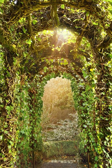 Archway of Ivy Trellis in English Garden. Garden with ivy archway of layered pla #Sponsored , #Paid, #Affiliate, #Trellis, #Archway, #layered, #English Ivy Archway, Vine Archway, Lorax Aesthetic, Enchanted Backyard, Tree Archway, Trellis Archway, Ivy Trellis, Vines Garden, Vine Ideas