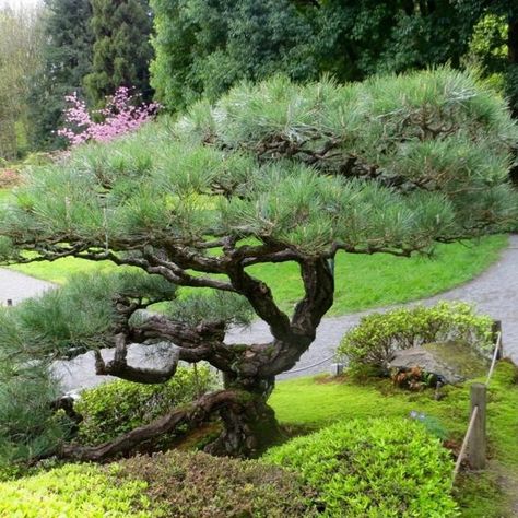 Ornamental Pines, 45 Yard Landscaping Ideas to Beautify Outdoor Spaces Japanese Black Pine Tree, Pinus Thunbergii, Seattle Japanese Garden, Black Pine Tree, Japanese Black Pine, Pine Garden, Japanese Garden Landscape, Zen Garden Design, Japanese Zen Garden