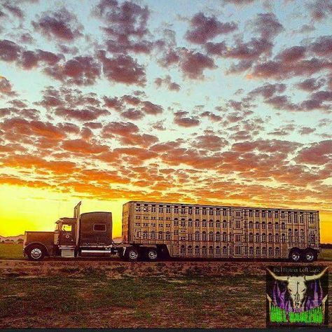 Livestock Hauler, Bull Hauler, Hauler Truck, Cattle Trailers, Cattle Trucks, Truck Tattoo, Truck Pics, Custom Big Rigs, Peterbilt 379