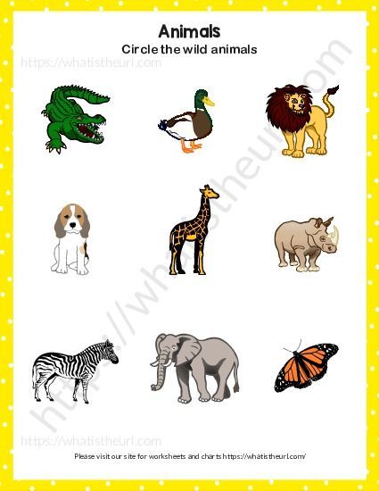 This is a PDF with 2 worksheets in it. The students need to find out wild animals and circle them. Please download the PDF Find and circle the wild animals Animals Worksheet, Animal Worksheets, Science Worksheets, Kindergarten Worksheets, Worksheets For Kids, Wild Animals, The Wild, Animals Wild, Colorful Prints