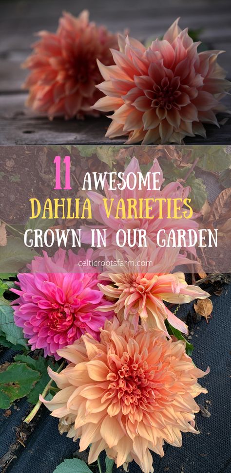 two pictures, each of bright pink and orange dahlias in the garden Dahlia Garden Ideas, Dahlia Beds, Dahlia Flower Garden, Dahlia Varieties, Dahlia Garden, Annual Garden, Summer Flowers Garden, Flower Bed Designs, Dahlias Garden