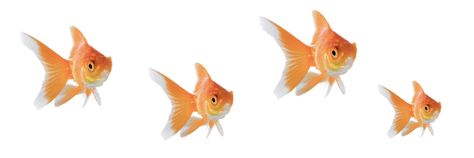 Goldfish Wallpaper, Fish Banner, Draw Reference, Picture Banner, Yellow Fish, Twitter Header Pictures, Discord Banner, Cute Headers, Iphone Case Stickers