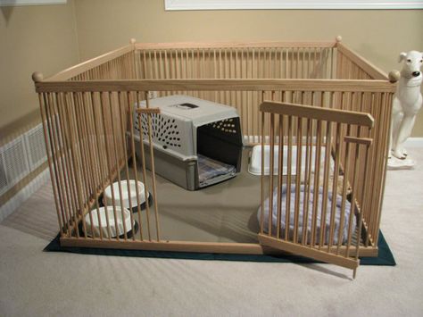 Labradoodle Breeders, Puppy Pens, Dog Pen, Dog Cage, Labradoodle Puppy, Dog Exercise, Teacup Chihuahua, Dog Rooms, Puppy Care