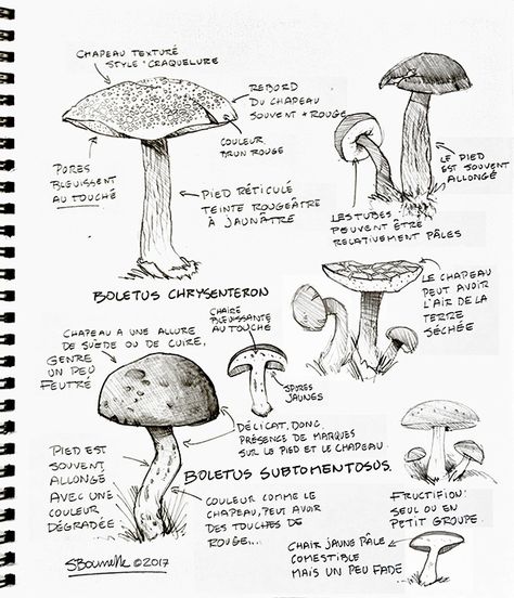 From my sketchbook: Boletus chrysenteron et Boletus subtomentosus.    #Champignons #Mushrooms #Bolets  #Cepes #Drawing #Dessin #Sketch #Esquisse #Sketchbook #Cahier_a_dessin #Journal Types Of Mushrooms Drawing, Mushroom Drawing Aesthetic, Mushrooms Sketch, Mushroom Journal, Simple Face Drawing, Bubble Drawing, Fantasy Map Making, Botanical Sketchbook, Crystal Drawing