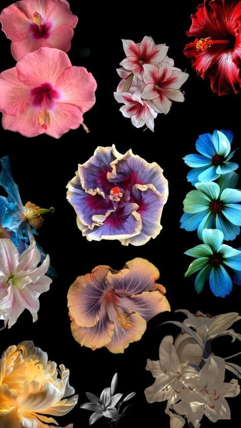 #colorful #flower #wallpaper #mood #aesthetic Ipad Aesthetics, Color Widgets, Mood Aesthetic, Iphone Wallpaper Pattern, Wallpaper Pattern, Apple Watch Faces, Aesthetic Photos, Vintage Poster Art, Color Pencil Art