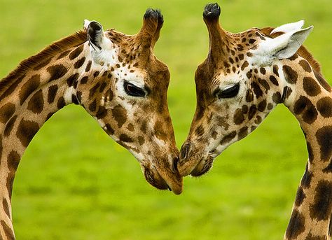 giraffe couple Giraffe With Tounge Out, Giraffe Couple, Giraffe Heart, Elephant And Giraffe, Giraffe Photos Photography, Animal Inspiration, Just The Two Of Us, Forehead Kisses, Couple Painting