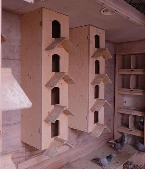 Racing Pigeon Lofts, Pigeon Loft Design, Pigeon Nest, Chicken Coop Kit, Pigeon Cage, Pet Pigeon, Pigeon House, Pigeon Loft, Pet Bird Cage