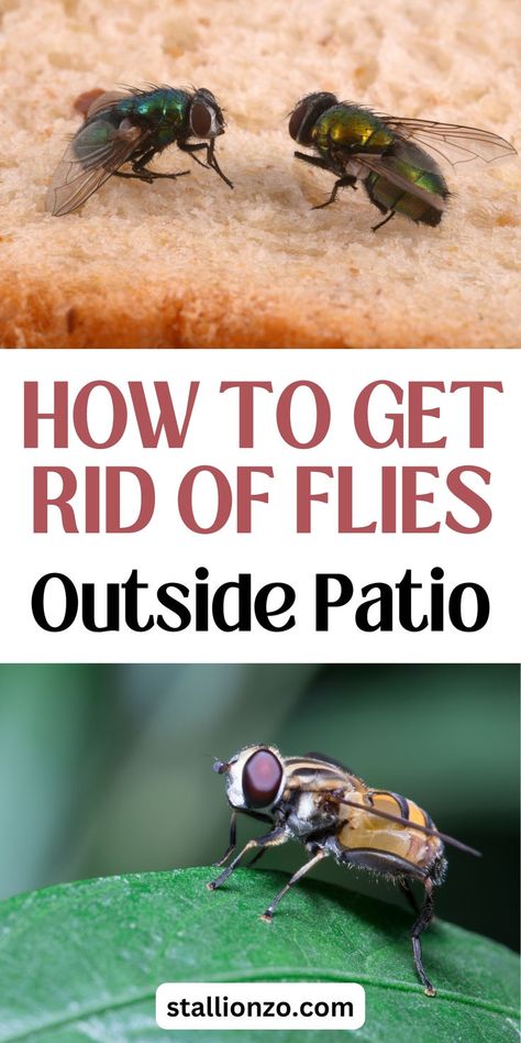 Outside patio with proven fly control methods. Rid Of Flies Outside, Get Rid Of Flies Outside, Lemongrass Plant, Flies Outside, Get Rid Of Flies, Fly Control, Shoo Fly, Fly Repellant, Citronella Candles