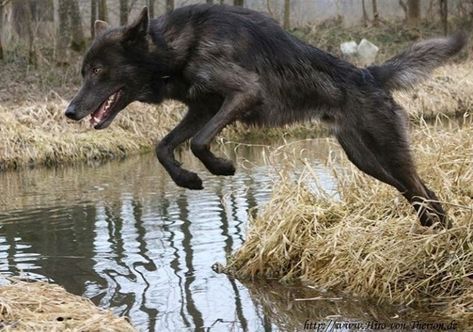 Wolf Jumping Reference, Wolf Running Reference, Jumping Wolf, Wolf Jumping, Wolf Reference, Wolf Poses, Regard Animal, Dog Jumping, Wolf Running