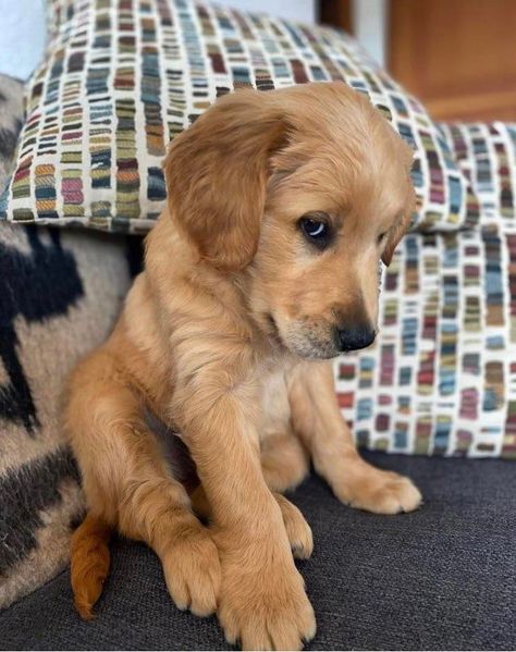 Cocker Retriever, Golden Cocker Retriever, Deserve To Be Loved, Cute Fluffy Puppies, Golden Retriever Names, Golden Retriever Baby, Cute Dog Wallpaper, Fluffy Puppies, Cute Dog Photos