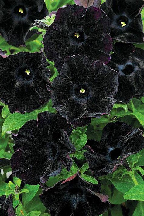 Black Petunias Black Petunias, Goth Garden, Gothic Garden, Black Garden, Dark Flowers, Diy Outdoor Decor, Organic Gardening Tips, Unique Gardens, White Gardens