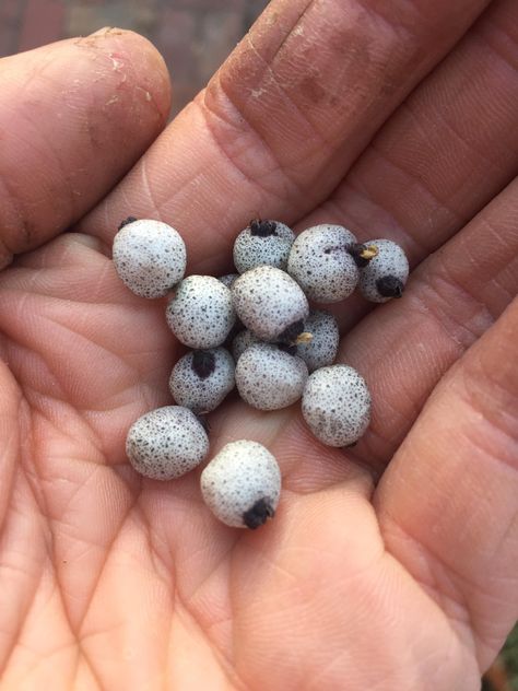 A small harvest of Midyim Berries an Australian bush tucker plant tastes a bit like fairy floss! Gardening Tools Names, Bush Tucker, Australian Native Garden, Edible Wild Plants, Starting A Vegetable Garden, Fairy Floss, Australian Bush, Native Garden, Wild Plants