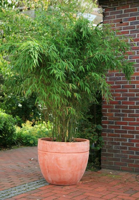 Fargesia Rufa, Plants For Small Gardens, Bamboo Hedge, Bamboo In Pots, Jungle Gardens, Patio Planters, Bamboo Garden, Bamboo Plants, Small Gardens