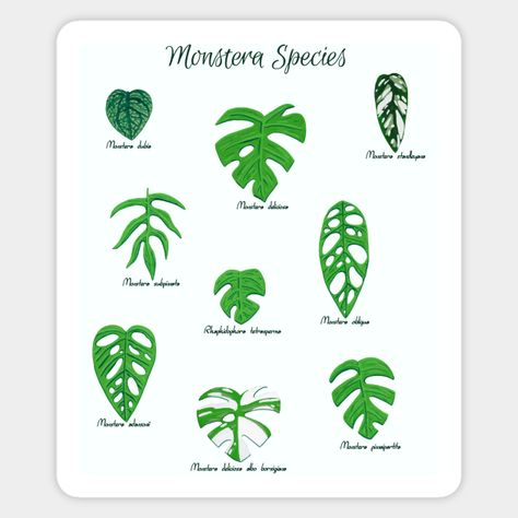 Hand-painted gouache monstera species! includes M. deliciosa, M. adansonii, M. obliqua, M. dubia, M. standleyana, M. pinnaipartita, M. subpinnata, M. deliciosa var. albo borsigiana (variegated monstera), and the false mini-monstera, R. tetrasperma. -- Choose from our vast selection of stickers to match with your favorite design to make the perfect customized sticker/decal. Perfect to put on water bottles, laptops, hard hats, and car windows. Everything from favorite TV show stickers to funny sti Monstera Subpinnata, Mini Monstera, Monstera Obliqua, Craggy Gardens, Variegated Monstera, Monstera Adansonii, Household Plants, Plant Tattoo, Plant Ideas