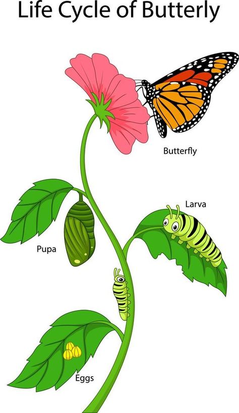 Illustration of a monarch butterfly life cycle Monarch Illustration, Butterfly Life Cycle Art, Butterfly Cycle, Monarch Butterfly Life Cycle, Moth Life Cycle, Butterfly Hatching, Butterfly Pupa, Life Cycles Preschool, Butterfly Life Cycle Craft