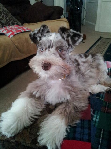 This Schnauzer has the most beautiful eyes!  Schnauzers are beautiful anyway but this one is exceptional. Merle Schnauzer, Merle Mini Schnauzer, Black Mini Schnauzer Puppy, Mini Schnauzer Puppies For Sale Near Me, Anime Puppy, Brown And White Schnauzer, Puppy Pose, Parti Miniature Schnauzer, Minature Snauzher