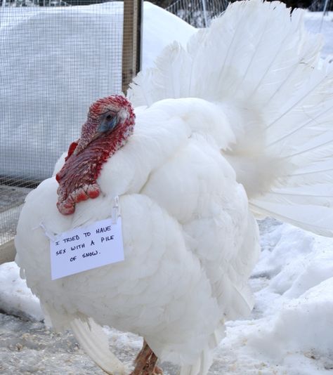 Just search on POULTRY SHAMING Chicken Shaming, Animal Shaming, Guinea Pig Toys, Dog Shaming, Chicken Humor, Pet Hacks, Animal Tattoos, Funny Animal Pictures, Exotic Pets