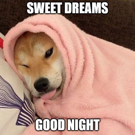 Goodnight Meme, Night Dog, Dog Meme, Sweet Dreams, A Dog, At Night, Good Night, Sleep, Memes