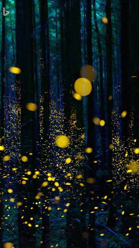 Fireflies in the woods. Shikoku, Japan (c: H Minkuchi/Minden pictures) Insect Art Projects, Abstract Painting Acrylic Modern, Firefly Art, Forest Light, Night Forest, Dragonfly Art, Twinkle Lights, Wallpaper Iphone Cute, Art Plastique