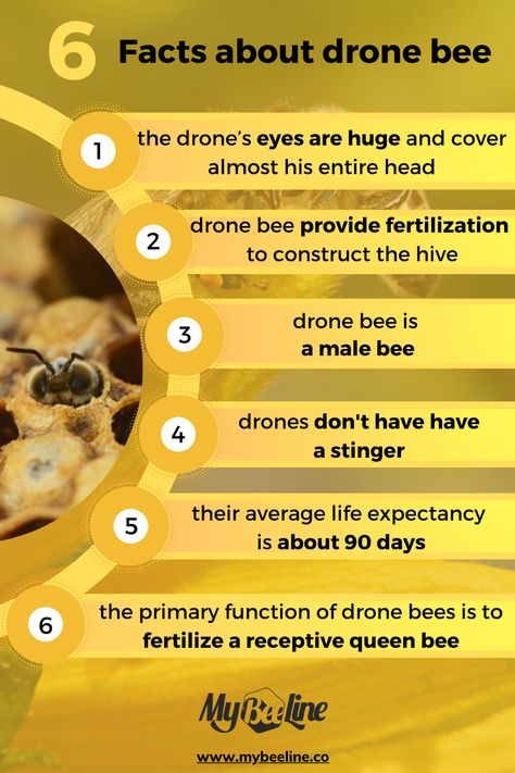 Honey Facts, Homestead Skills, Male Bee, Drone Bee, Bug Spray Recipe, Ranch Living, Types Of Bees, Worker Bee, Bee Colony