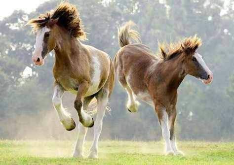 Having fun!" Horses Bucking, Horses Clydesdale, Horses Playing, Tack Rooms, Horses Running, Horse Halters, Clydesdale Horses, Big Horses, Reptile Enclosure