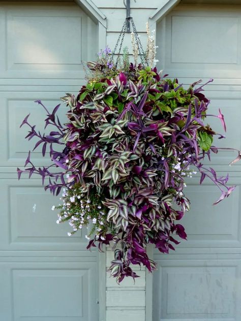 Hanging Basket Garden, Hanging Plants Outdoor, Hanging Plants Diy, Container Planting, Flowers Hanging, نباتات منزلية, Hanging Flower Baskets, Container Gardening Flowers, Hanging Plants Indoor