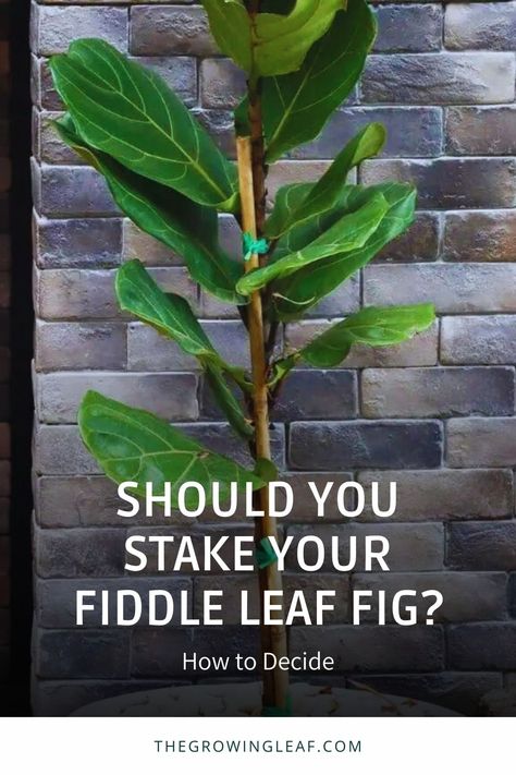 Fiddle Leaf Fig Plant Care, Fiddle Fig Tree Care, How To Propagate Fiddle Leaf Fig, Fiddle Fern, Zz Plant Care, Fig Tree Plant, Fiddle Fig Tree, Fiddle Leaf Fig Care, Fiddle Tree