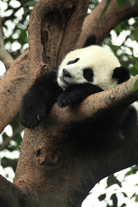 Panda Panda Pictures, Baby Panda Bears, Panda Lindo, Panda Funny, Lovely Animals, Panda Love, Giant Panda, Baby Panda, Kung Fu Panda