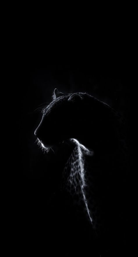 Black Animal Wallpaper, Panther Wallpaper Iphone, Black And White Animal Photography, Panther Wallpaper, Wildlife Wallpaper, Regard Animal, Lion Photography, Lion Wallpaper, Majestic Animals