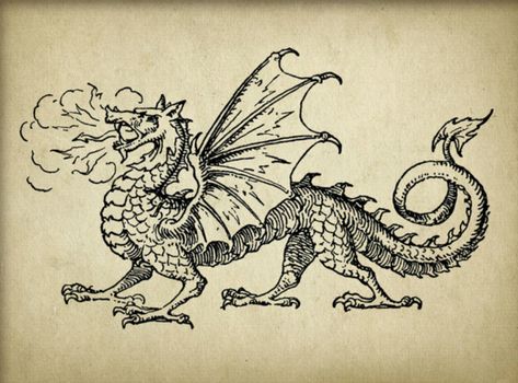 Dragon Etching Tattoo, Ancient Dragon Tattoo, Dragon Illustration Tattoo, Mid Evil Dragon Tattoo, Illustrative Dragon Tattoo, Storybook Illustration Tattoo, Dragon Tattoo Medieval, Fairytale Dragon Tattoo, Medieval Dragon Tattoo Design