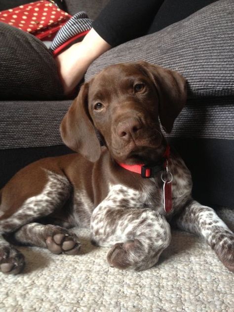 Gsp Dogs, Gsp Puppies, German Shorthaired Pointer Dog, German Shorthaired Pointer, Scottish Fold, Cute Dogs And Puppies, Cute Animal Photos, Cute Creatures, Baby Dogs