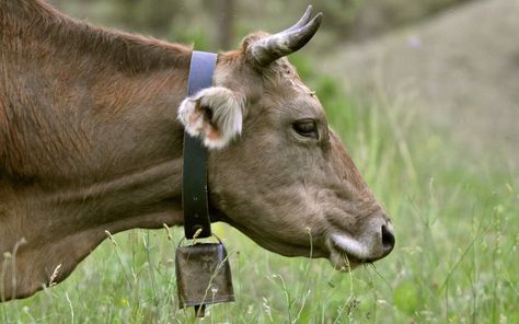 Gibimmel: the evocative sound of cow bells echoing over Alpine scenery Fantasy Farmhouse, Dynamic Symmetry, Swiss Cow, Cows Grazing, European Beauty, Beef Cow, Love Bells, Sound Check, Bicycle Bell